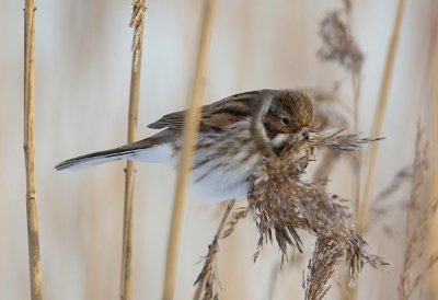 Svsparv, male, winter plumage