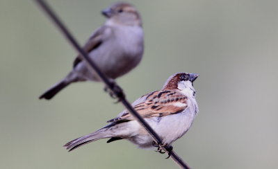 Grsparv, female and male