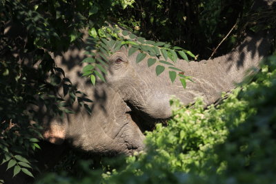 Asiatisk elefant	, indicus