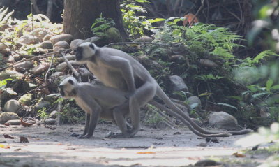 Tarai Grey Langur	