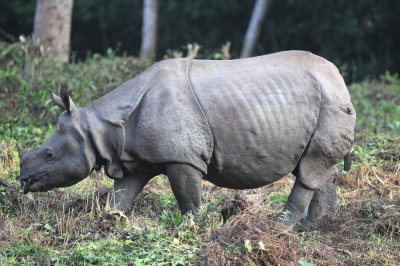 Mammal in NEPAL