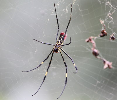 Spindeldjur , Spiders and allies