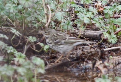 Tree Pipit