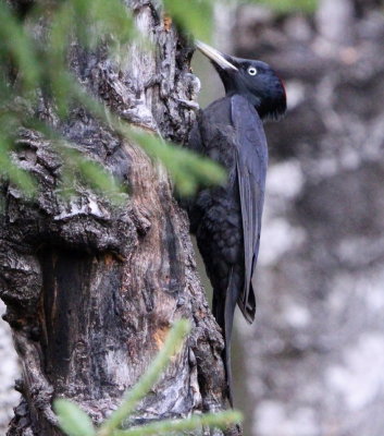 Spillkrka, female