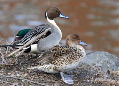 Stjrtand, male and female
