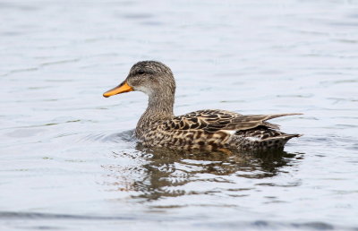 Snatterand,female