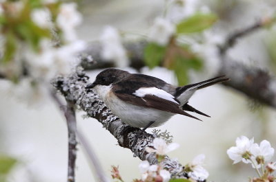 Svartvit flugsnappare, male