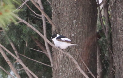 Collared Flycatcher