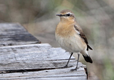 Stenskvtta , female