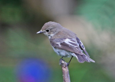 Svartvit flugsnappare, female