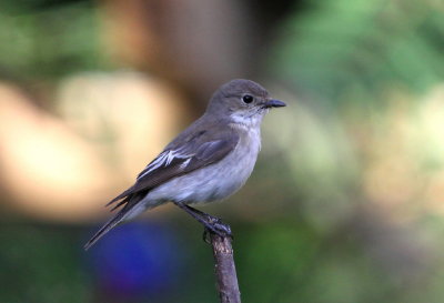 Svartvit flugsnappare, female