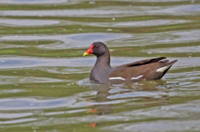 Birds in Slovenia 2014