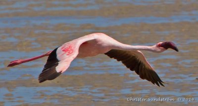 Mindre flamingo 