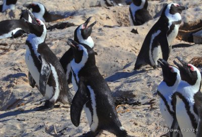 Sydafrikansk pingvin (EN) 