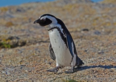 Sydafrikansk pingvin (EN) 