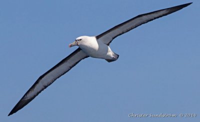 Yellow-nosed Albatross (Atlantic) 