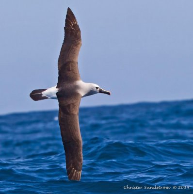 Yellow-nosed Albatross (Indian) 