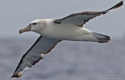 Grkindad albatross (NT) 