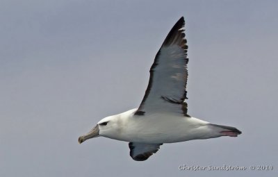 Grkindad albatross (NT) 