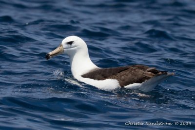 Svartbrynad albatross 