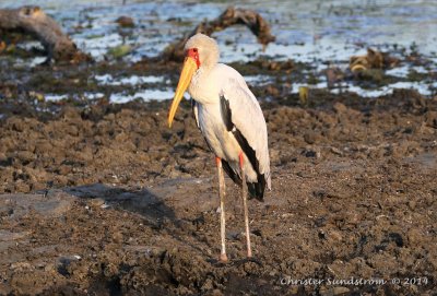 Afrikansk ibisstork 