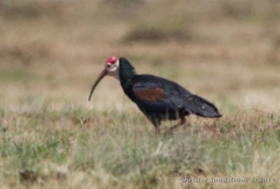  Skallig ibis (VU)