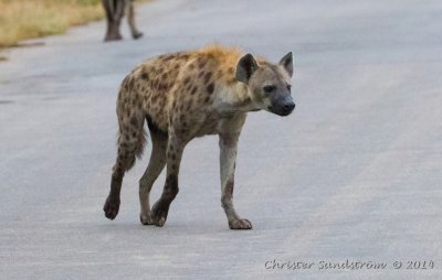Flckig hyena 