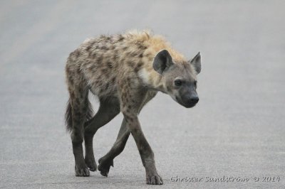 Flckig hyena 