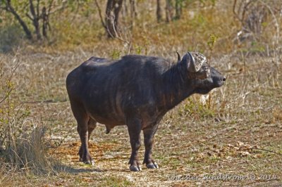 Afrikansk buffel 