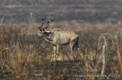 Strre kudu 