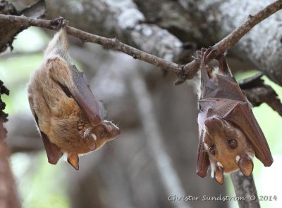 Peters's Epauletted Fruit Bat 