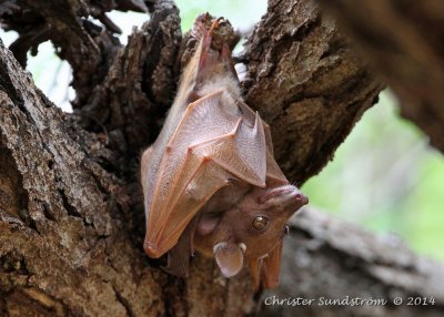 Peters's Epauletted Fruit Bat 