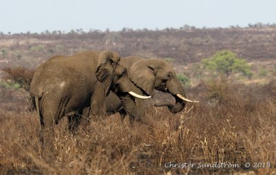 Afrikansk elefant 