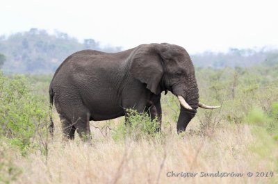 Afrikansk elefant 