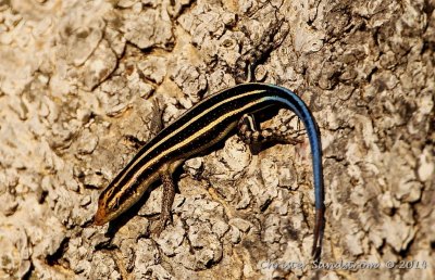African Five-lined Skink 