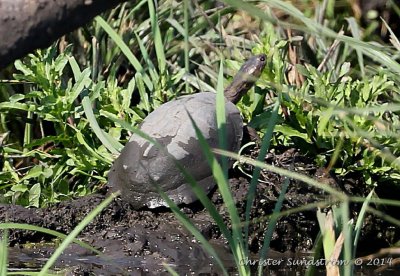 East African Serrated Mud Turtle 