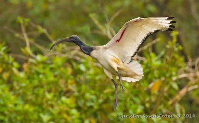 Helig Ibis