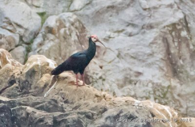 Skallig ibis (VU)