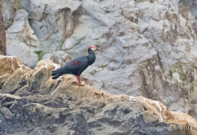 Skallig ibis (VU)