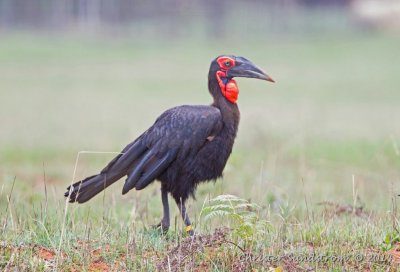 Birds and animals in Swaziland