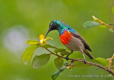 Sydafrikansk solfgel, male