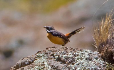Birds in Lesotho