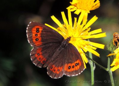 Butterfly - Fjärilar i Sverige