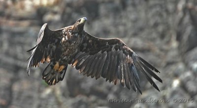 Havsörn