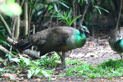 Birds and mammals in Vietnam