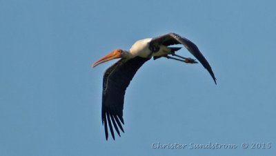 Indisk ibisstork (NT)