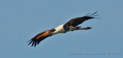 Indisk ibisstork (NT) 