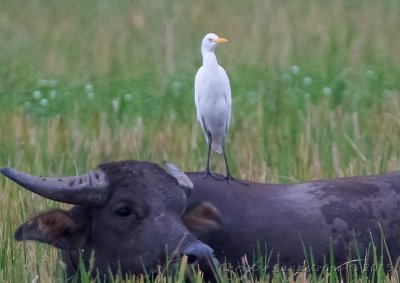 Cattle Egret (Eastern)