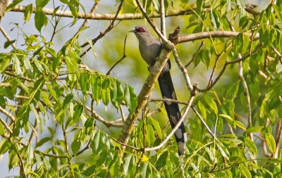 Strre malkoha