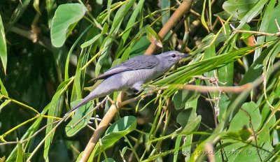 Indokinesisk grfgel indochinensis